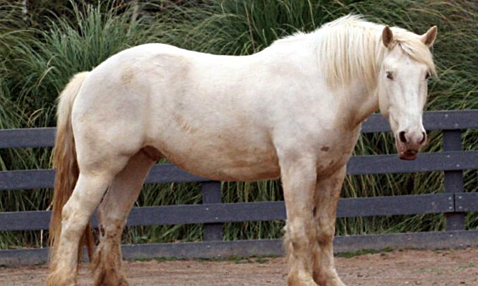 American Cream Draft Horse