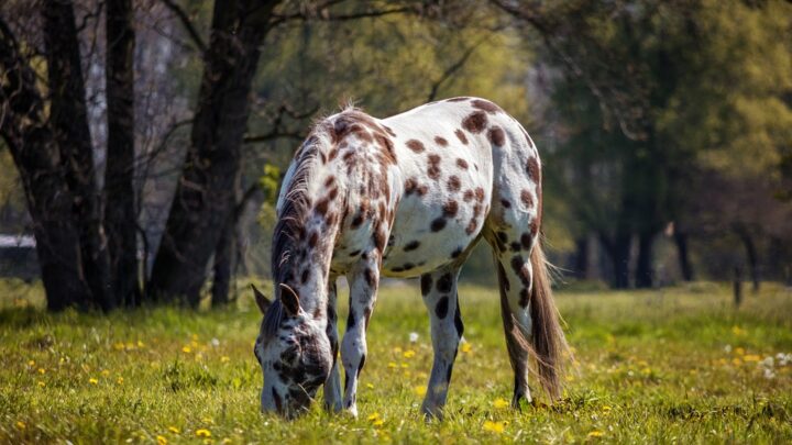 Appaloosa