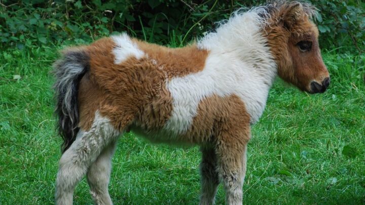 Dartmoor Pony