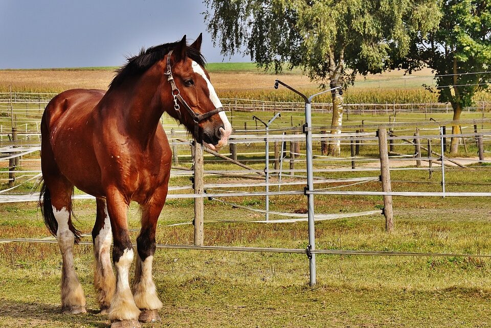 Shire Horse